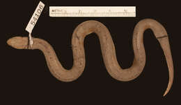 Image of Two-lined Mexican Earth Snake