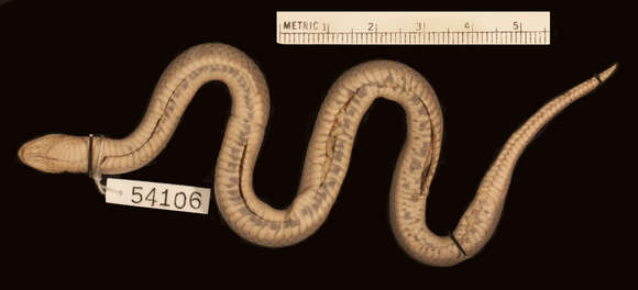 Image of Two-lined Mexican Earth Snake