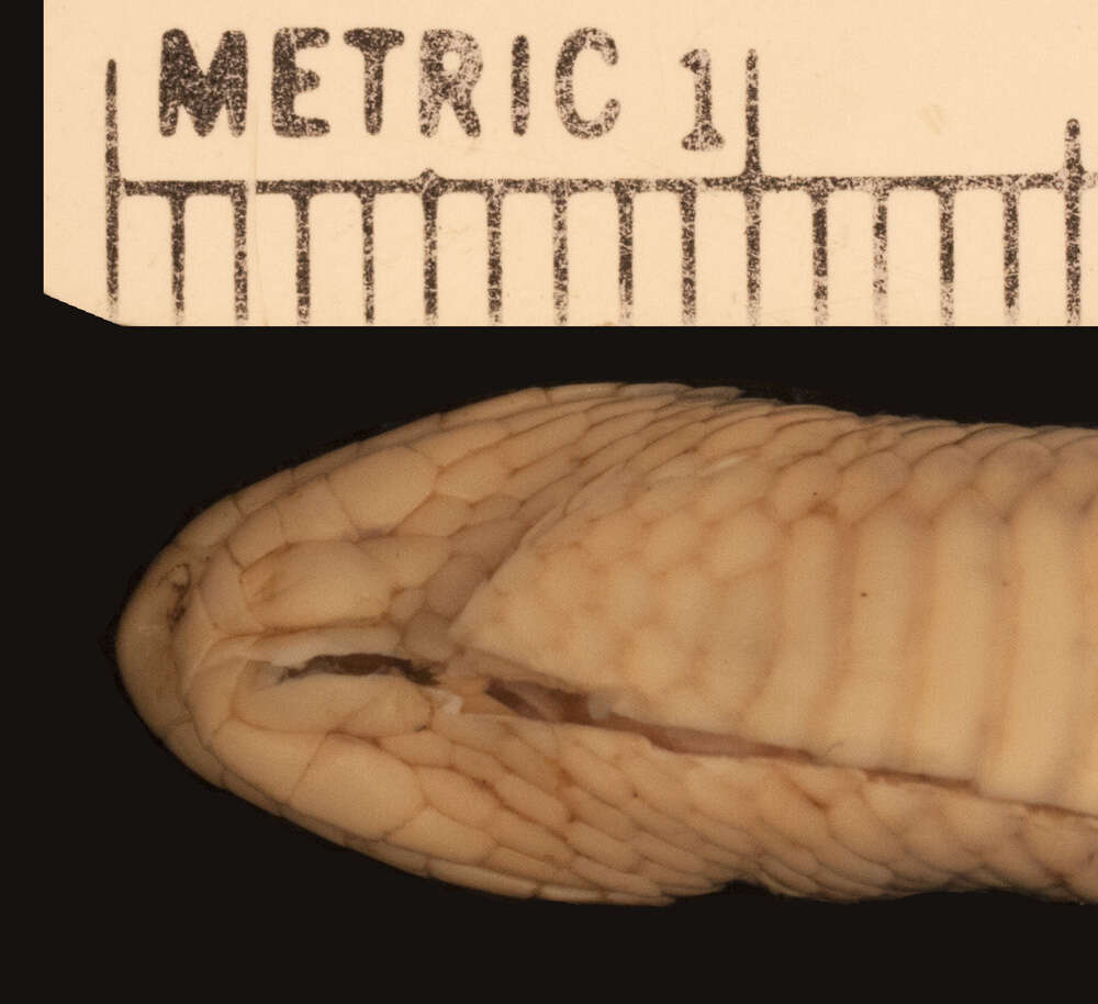 Image of Two-lined Mexican Earth Snake