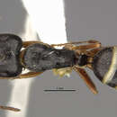 Image of Camponotus reticulatus fullawayi Wheeler 1912