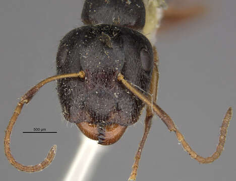 Image of Camponotus reticulatus fullawayi Wheeler 1912