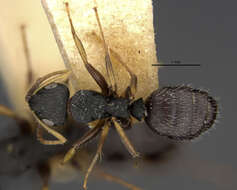 Image of Camponotus sanctaefidei hondurianus Mann 1922