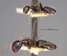 Image of Camponotus sanctaefidei hondurianus Mann 1922