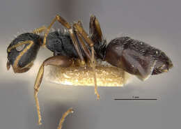 Image of Camponotus sanctaefidei hondurianus Mann 1922