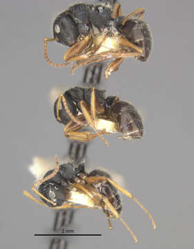 Image of Camponotus sanctaefidei convexinodis Wheeler 1934