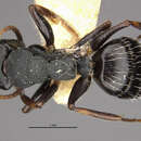 Image of Camponotus sanctaefidei weberi Wheeler 1935