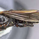 Image of Camponotus satan Wheeler 1919