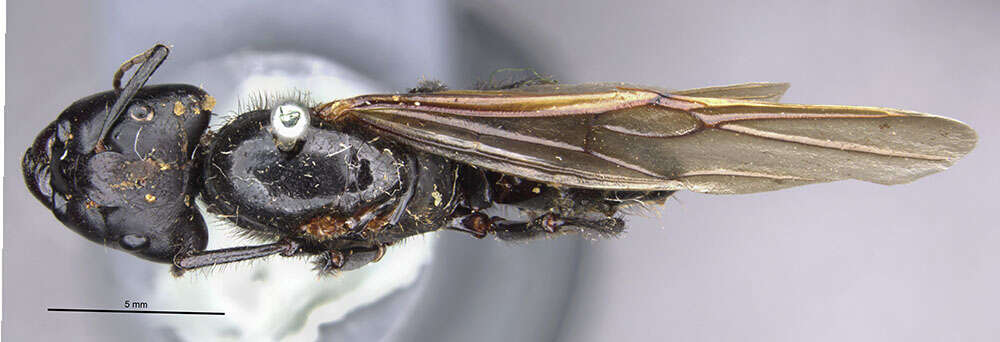 Image of Camponotus satan Wheeler 1919