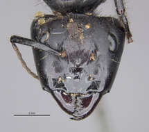 Image of Camponotus satan Wheeler 1919