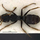 Image of Camponotus scabrinodis Arnold 1924