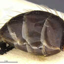 Image of Camponotus simillimus impatibilis Forel 1899