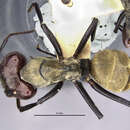 Camponotus sericeiventris otoquensis Wheeler 1931 resmi