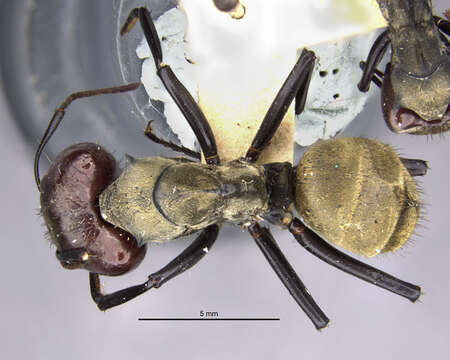 Image of Camponotus sericeiventris otoquensis Wheeler 1931