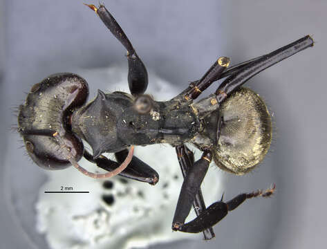 Image of Camponotus sericeiventris satrapus Wheeler 1931