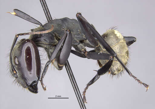 Image of Camponotus sericeiventris satrapus Wheeler 1931