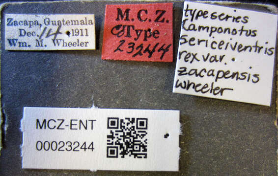 Image of <i>Camponotus sericeiventris</i> rex var. zacapensis