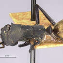 Image of <i>Camponotus sericeiventris</i> rex var. quiriguensis