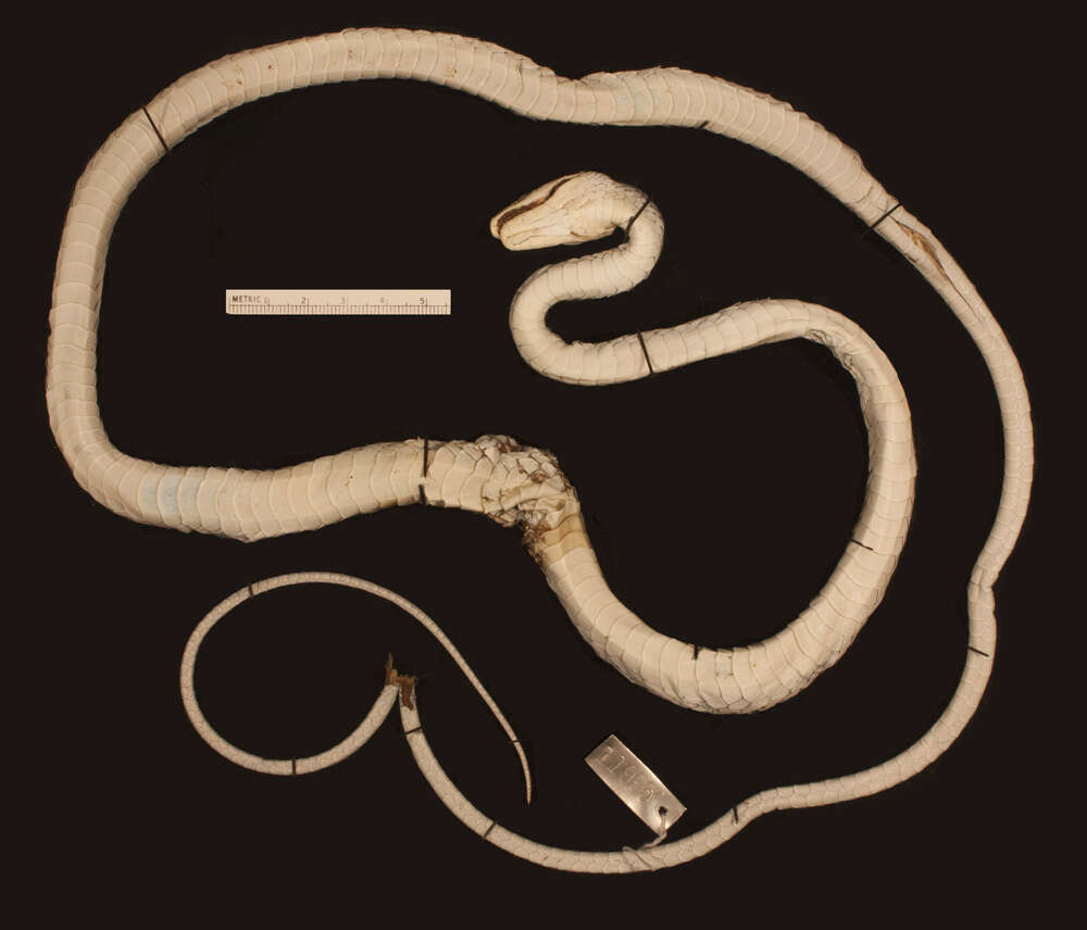 Leptophis coeruleodorsus Oliver 1942的圖片