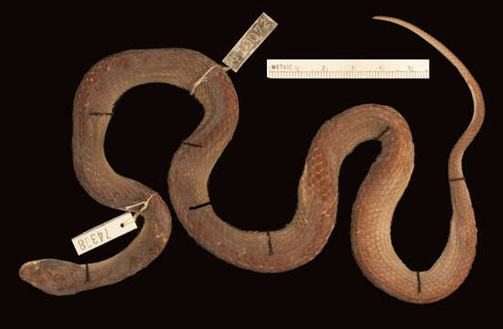 Image of Crotaphopeltis braestrupi Rasmussen 1985