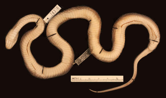 Image of Crotaphopeltis braestrupi Rasmussen 1985