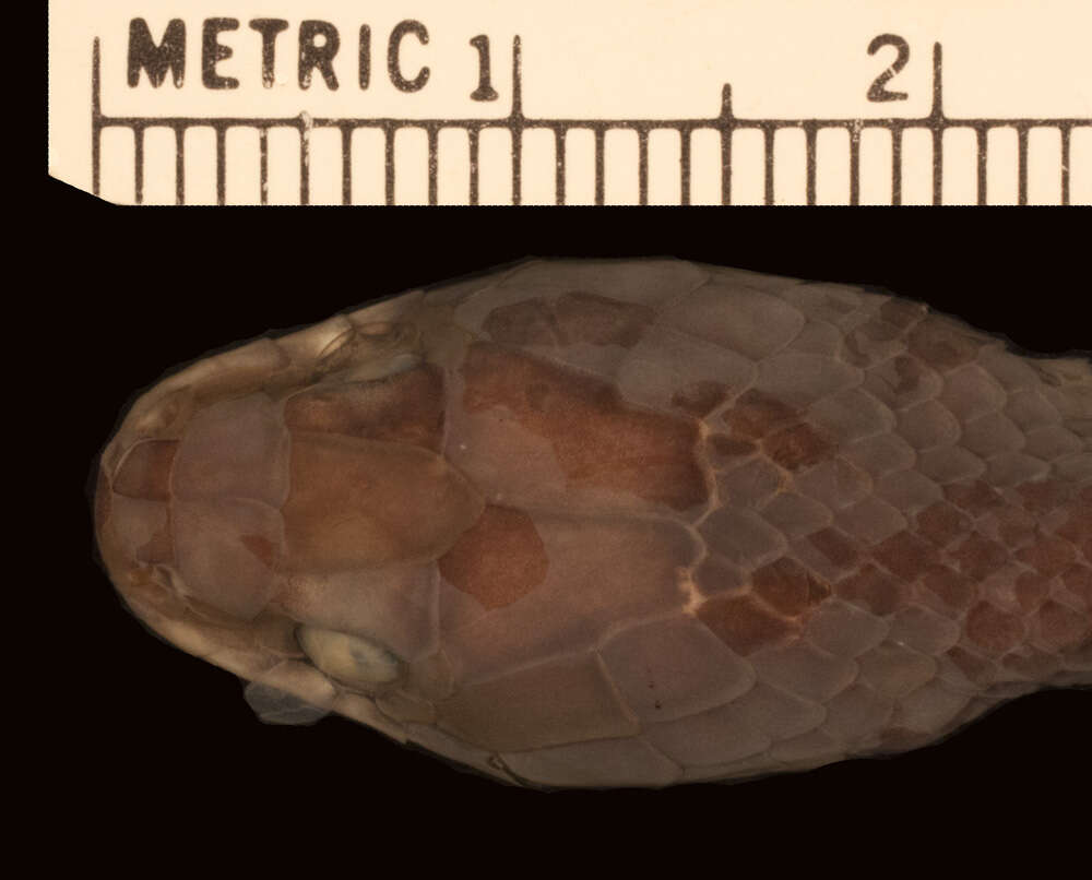 Crotaphopeltis braestrupi Rasmussen 1985 resmi