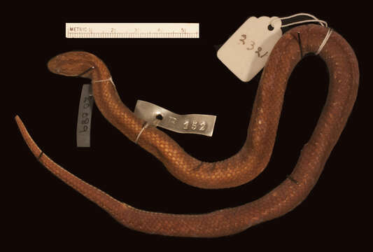 Image of Northern Triangle-spotted Snake