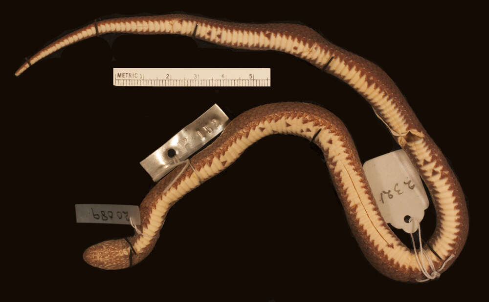 Image of Cyclocorus lineatus alcalai Leviton 1967