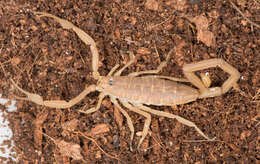 Image of Arizona Bark Scorpion