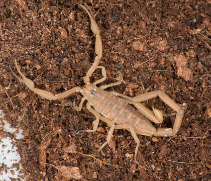 Image of Arizona Bark Scorpion