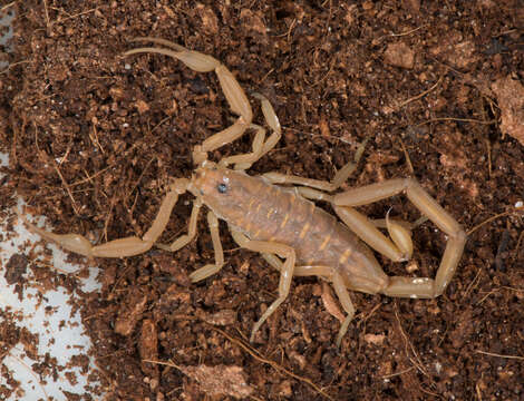 Image of Arizona Bark Scorpion