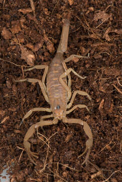 Image of Arizona Bark Scorpion