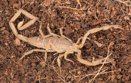 Image of Arizona Bark Scorpion