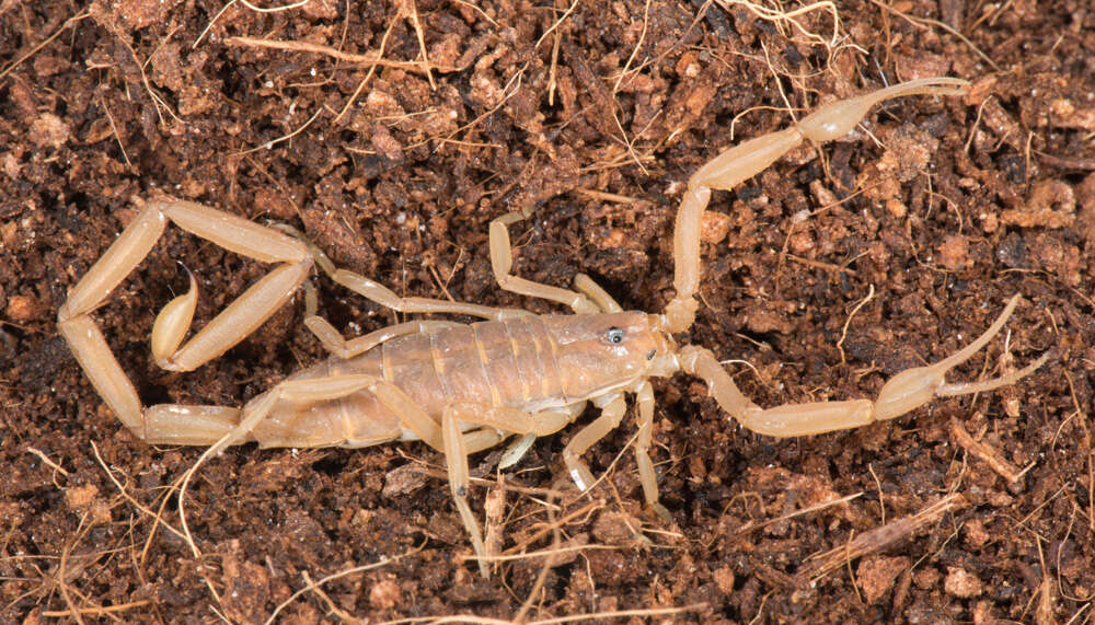 Image of Arizona Bark Scorpion