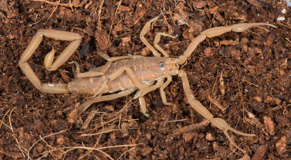 Image of Arizona Bark Scorpion