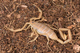 Image of Arizona Bark Scorpion