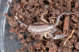 Euscorpius italicus (Herbst 1800) resmi