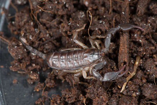 Euscorpius italicus (Herbst 1800) resmi