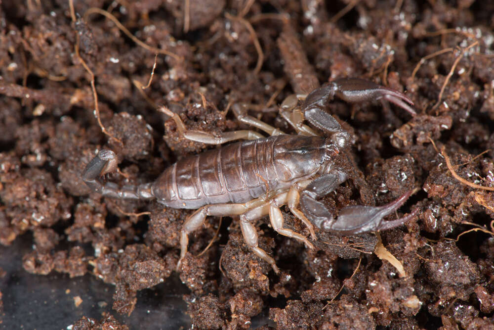 Euscorpius italicus (Herbst 1800) resmi