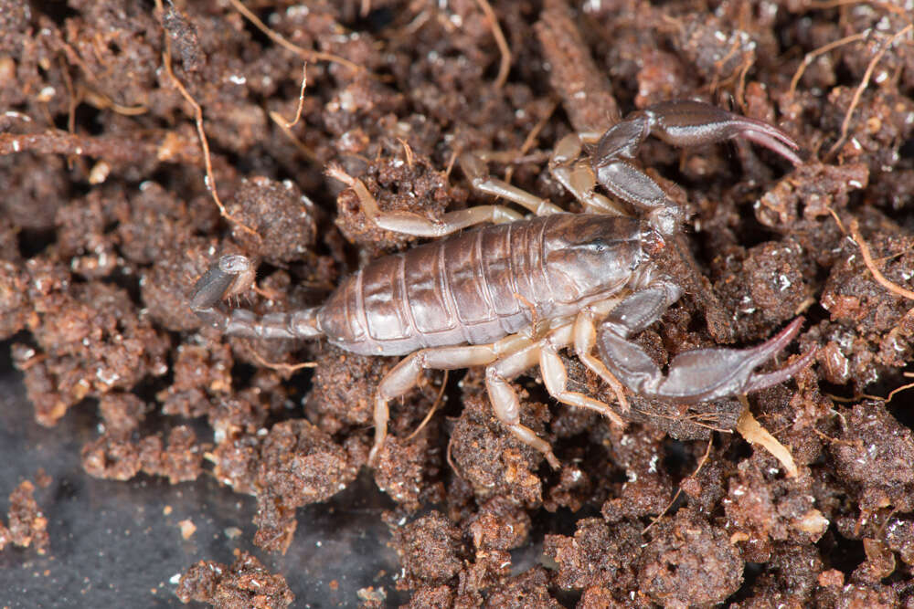 Euscorpius italicus (Herbst 1800) resmi