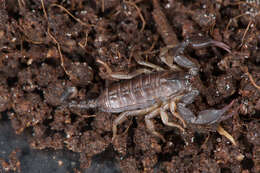 Euscorpius italicus (Herbst 1800) resmi