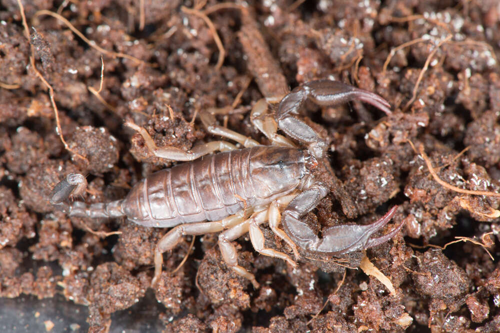 Image of Euscorpius italicus (Herbst 1800)