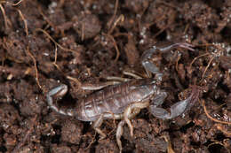 Image of Euscorpius italicus (Herbst 1800)