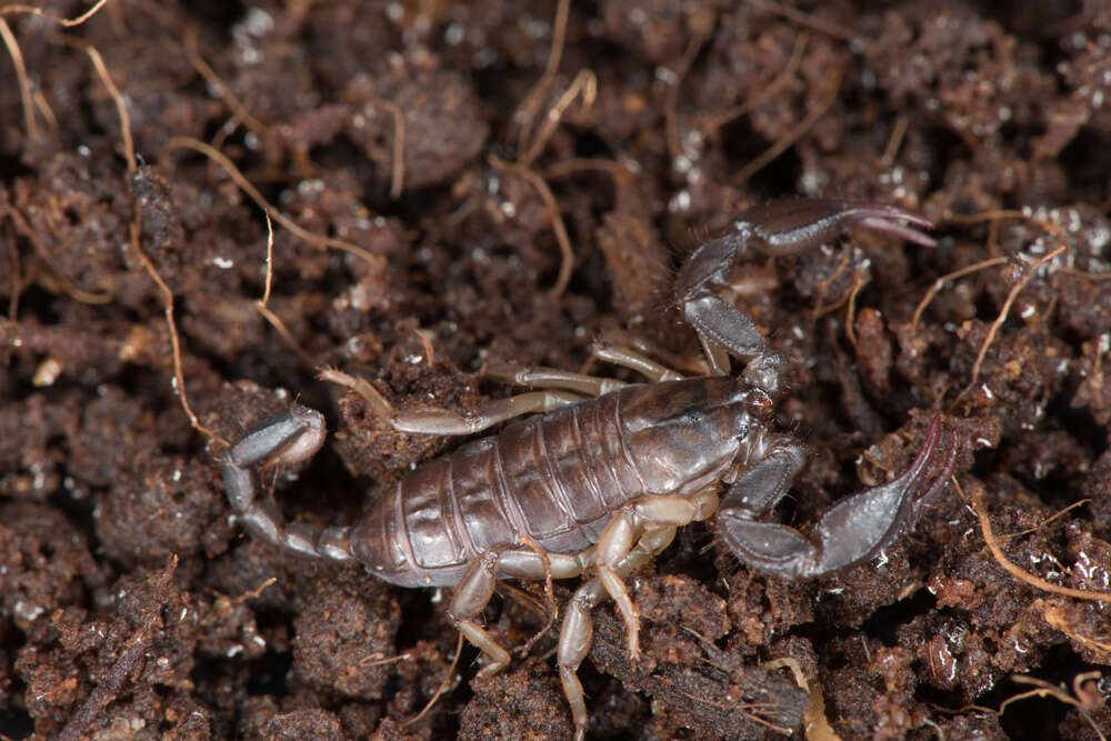 Euscorpius italicus (Herbst 1800) resmi