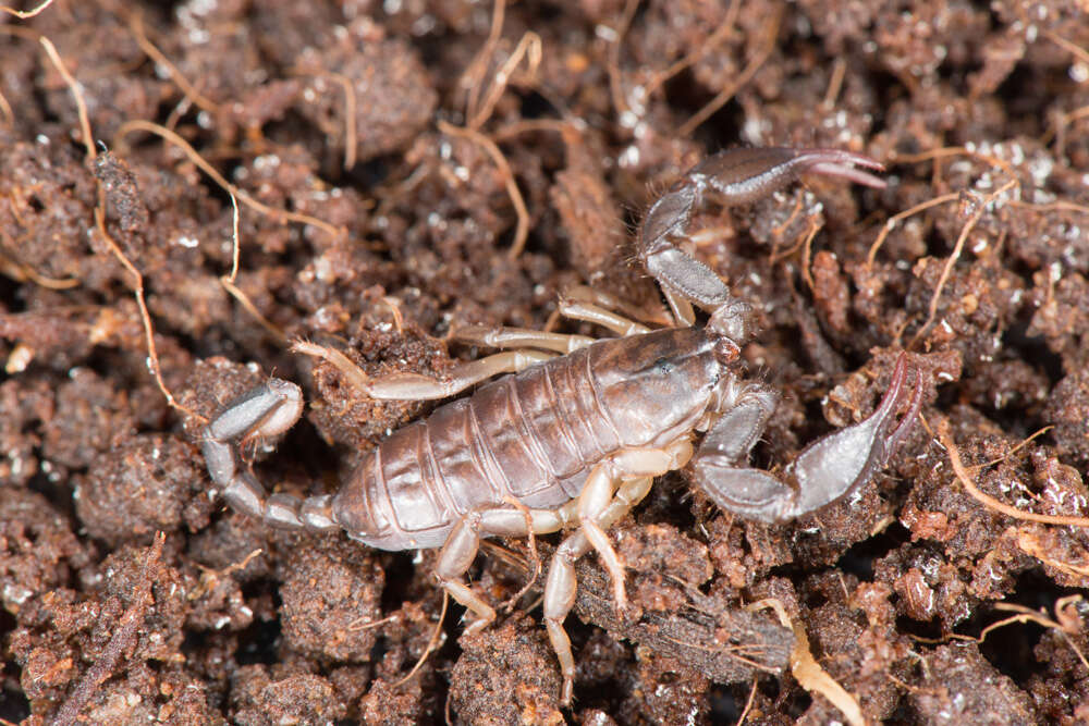 Euscorpius italicus (Herbst 1800) resmi