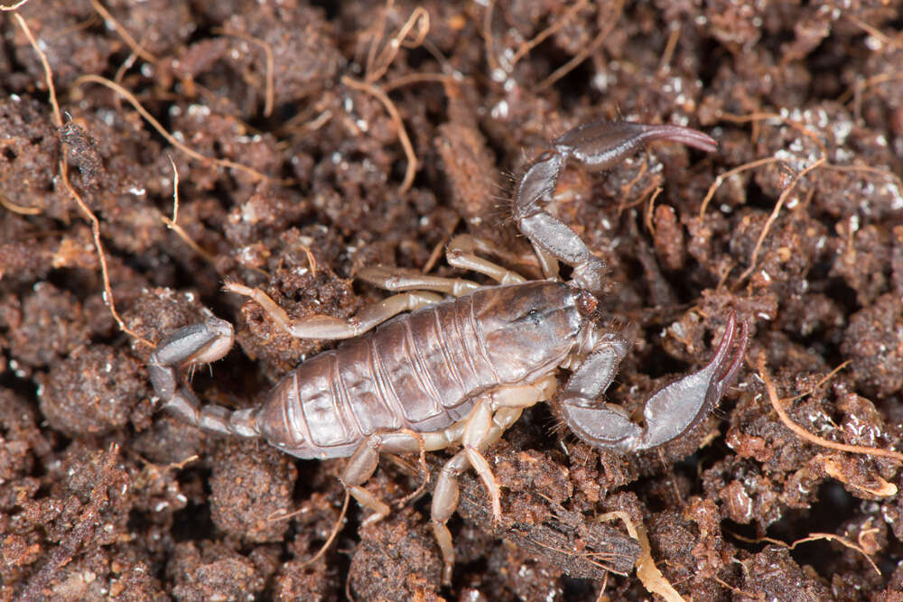 Euscorpius italicus (Herbst 1800) resmi