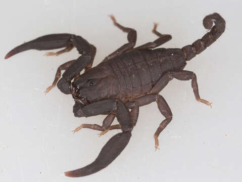 Image of Scorpiops