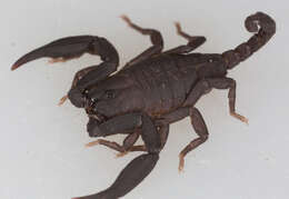 Image of Scorpiops