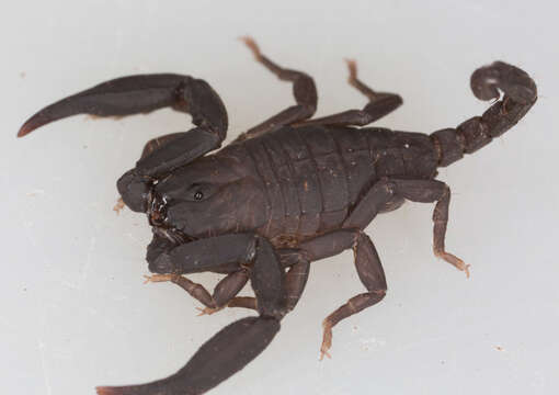 Image of Scorpiops