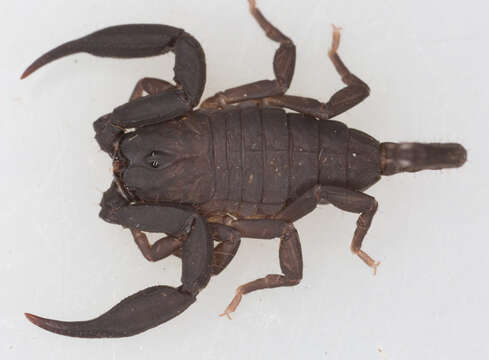 Image of Scorpiops