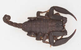 Image of Scorpiops